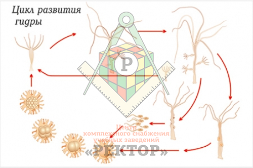 Кракен сайт как выглядит